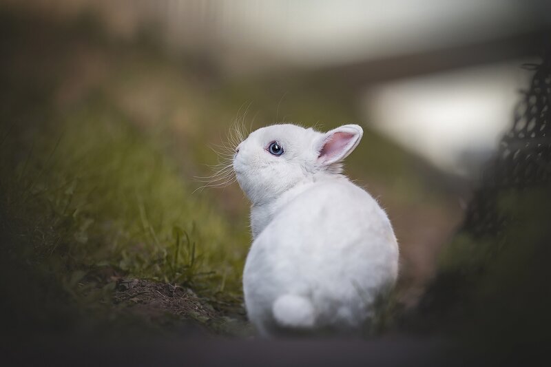 White Rabbit in Grass — Calm, Afternoon