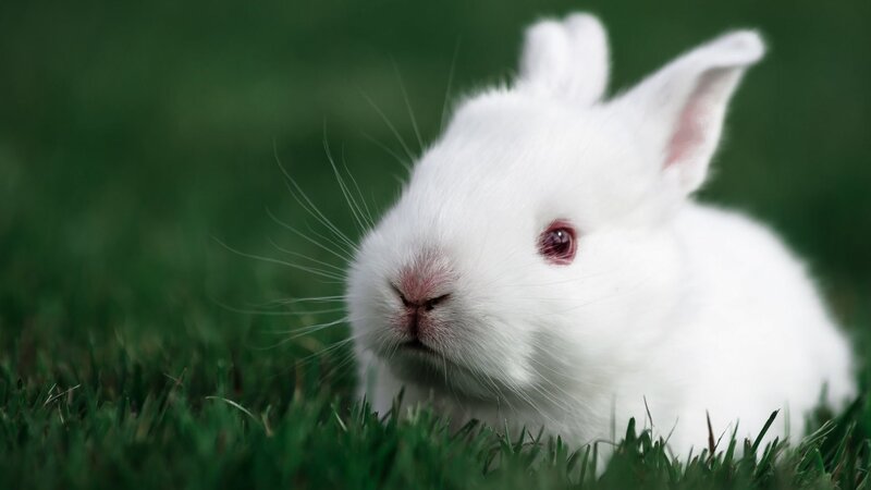 White Rabbit in Grass — Calm, Photograph, Ears, Whiskers