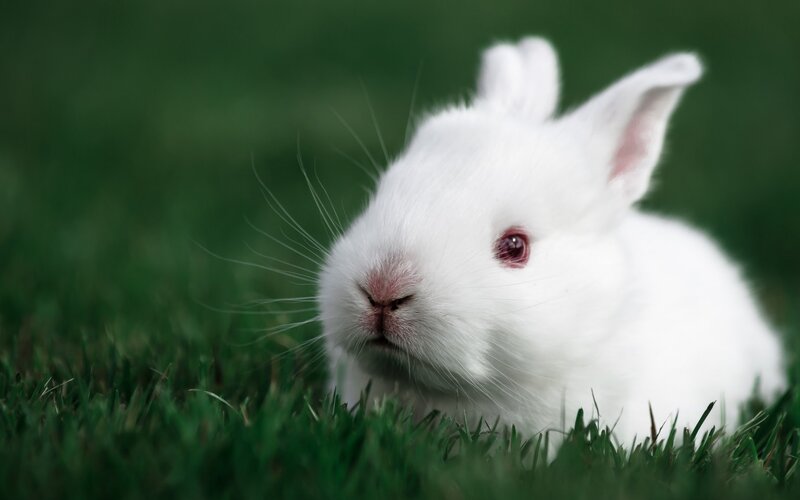 White Rabbit in Grass — Calm, Photograph