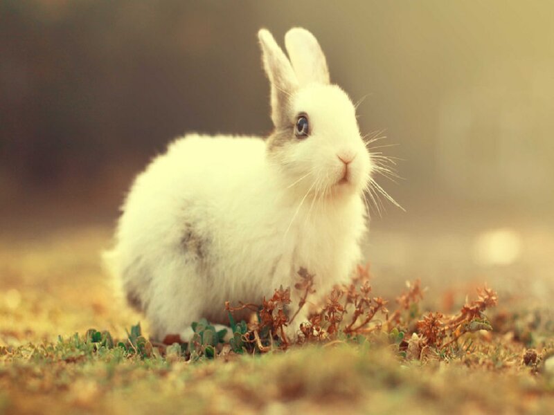 White Rabbit in Grass — Calm
