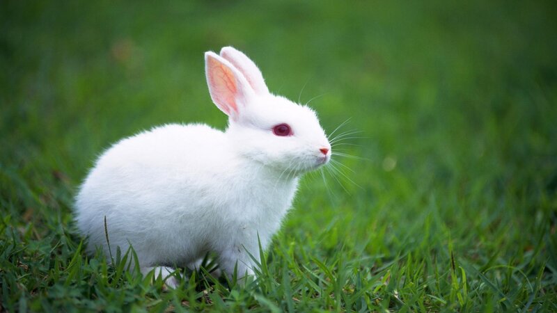 White Rabbit in Grass — Green, Calm, Afternoon, Photograph