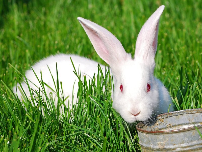 White Rabbit in Grass — Green, Calm, Afternoon