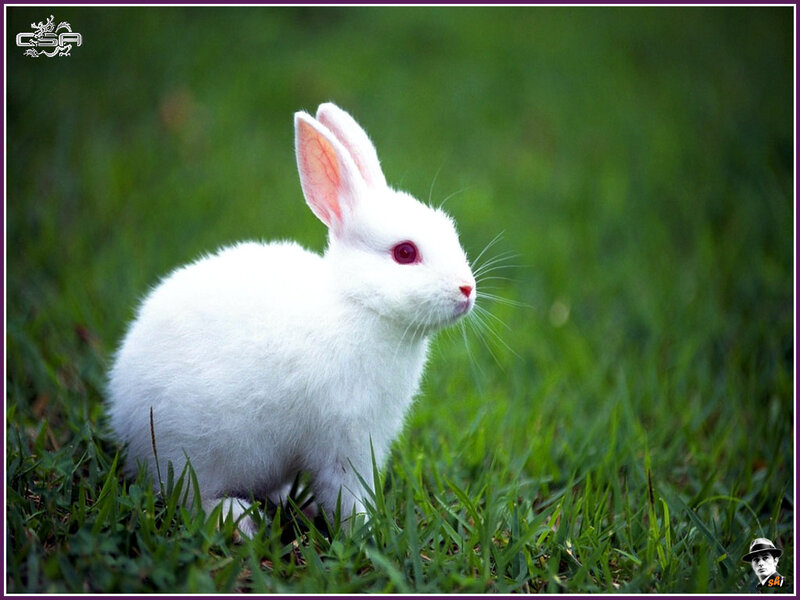 White Rabbit in Grass — Green, Calm