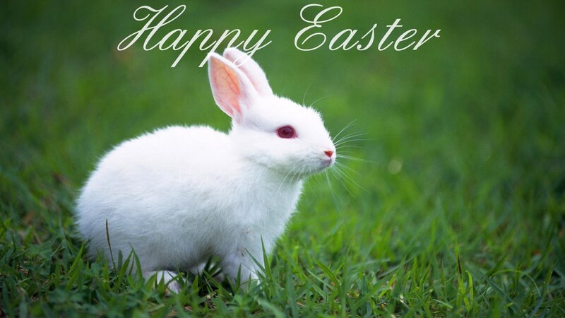 White Rabbit in Grass — Green, Peaceful