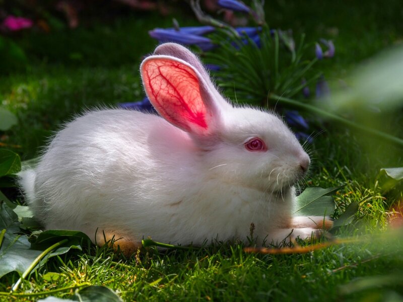 White Rabbit in Grass — Green, Serene, Afternoon