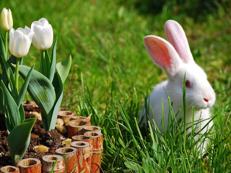 White Rabbit in Grass — Green, Serene, Spring, Photograph