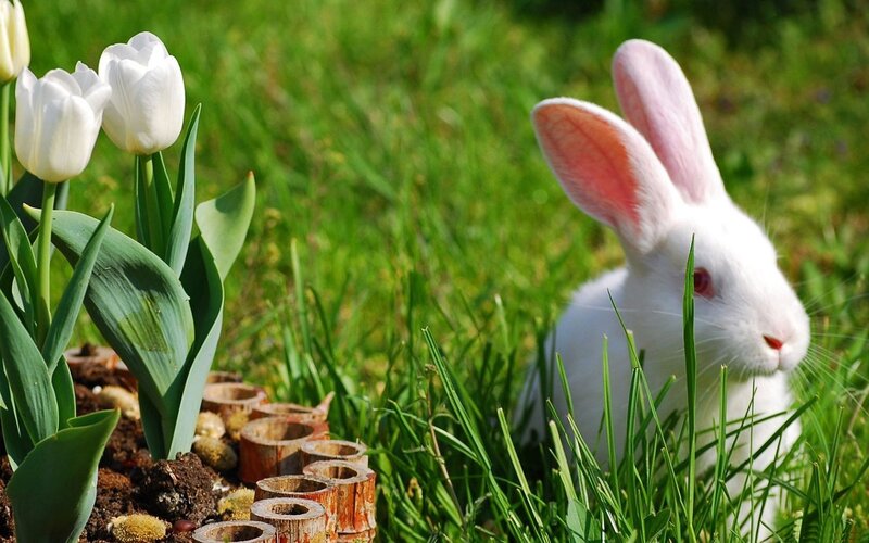 White Rabbit in Grass — Green, Serene, Spring
