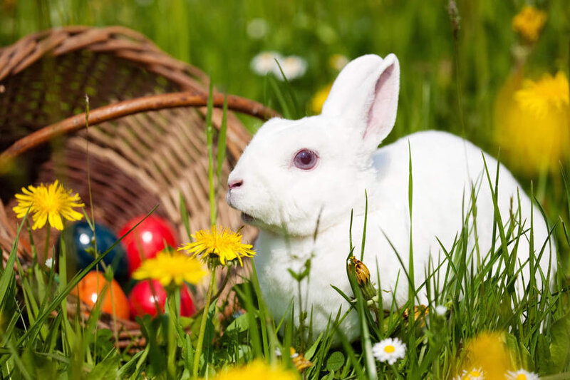 White Rabbit in Grass — Green, Serene