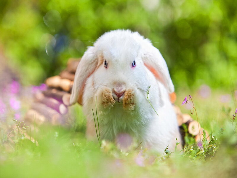 White Rabbit in Grass — Green