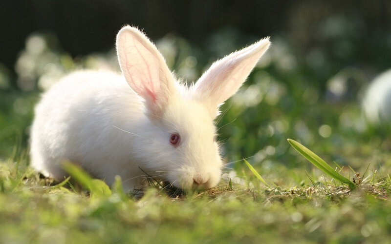 White Rabbit in Grass — Serene