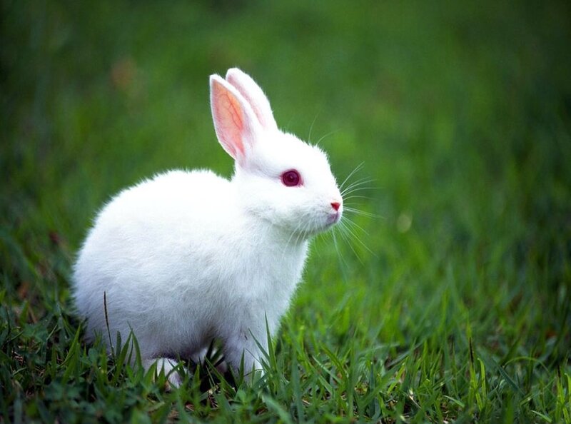 White Rabbit in Grass