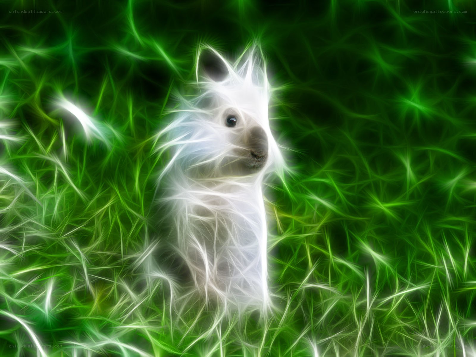 White rabbit in green grass