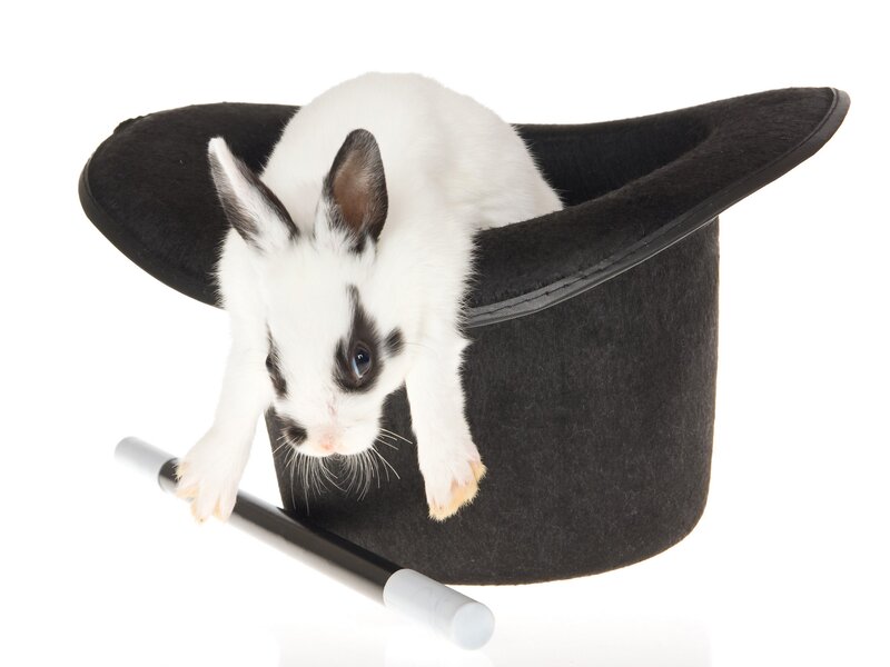 White Rabbit in Hat — Black