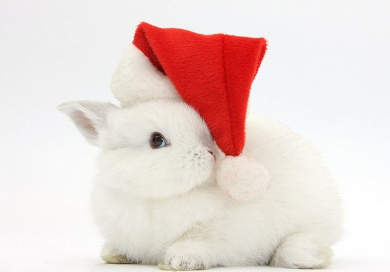 White Rabbit in Hat — Calm