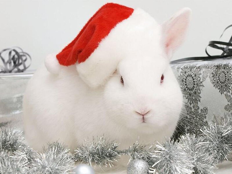 White Rabbit in Hat — Festive
