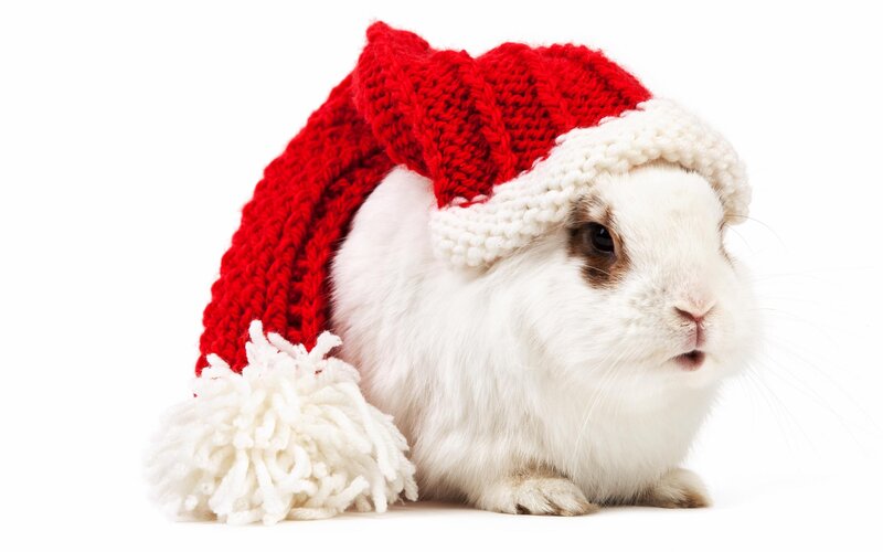 White Rabbit in Hat — Red, Festive