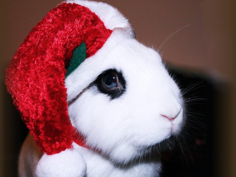 White Rabbit in Hat — Red