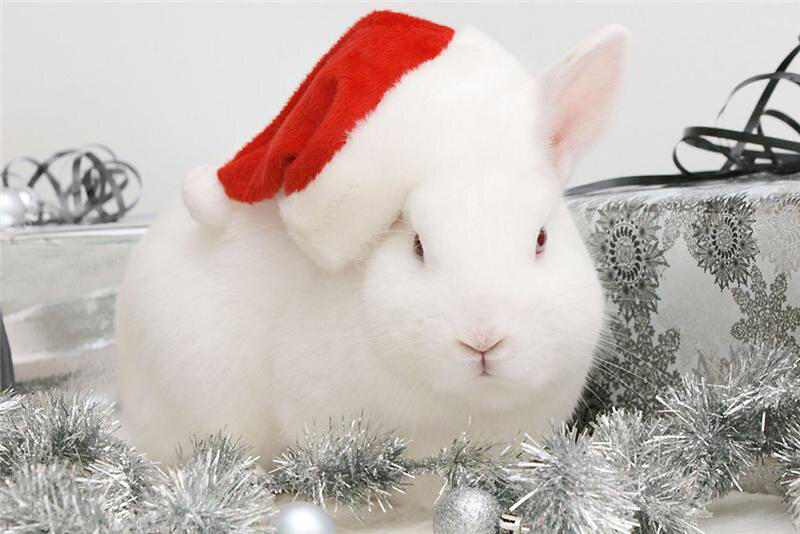 White Rabbit in Hat