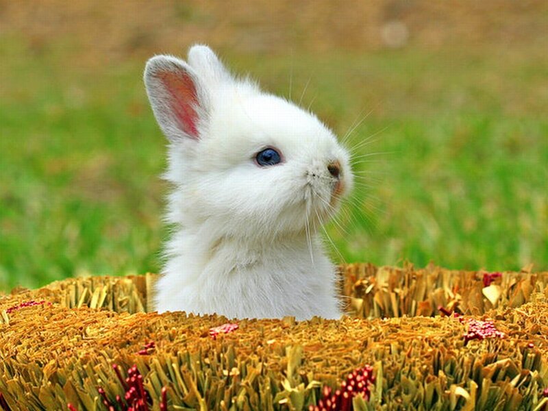 White Rabbit in Hay
