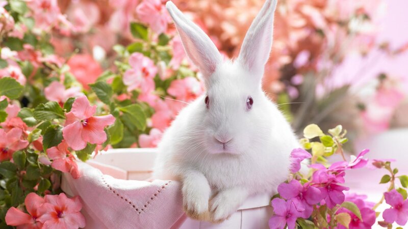 white rabbit in pink flowers