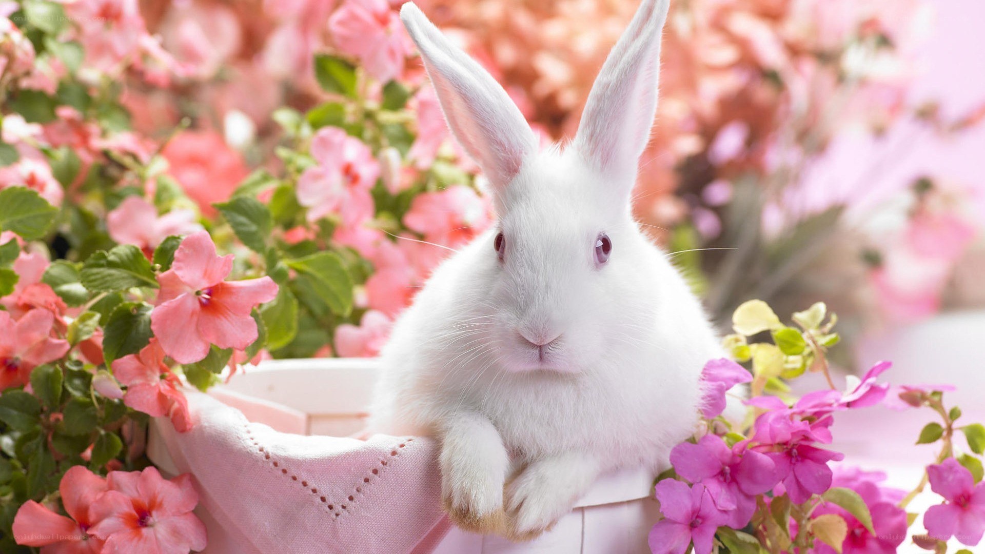 white rabbit in pink flowers