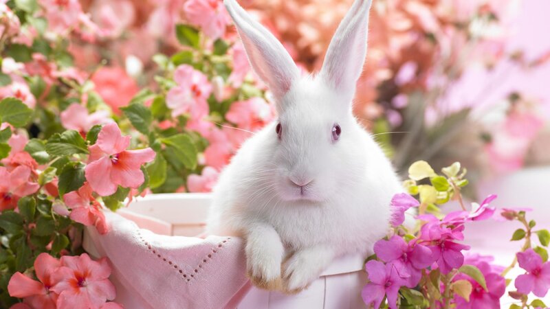 White rabbit in pink flowers