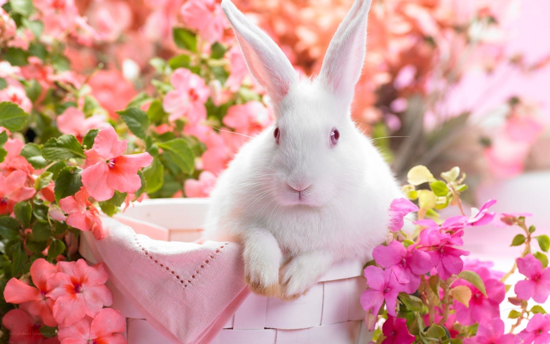 white rabbit in pink flowers