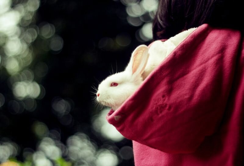 White Rabbit in Pocket