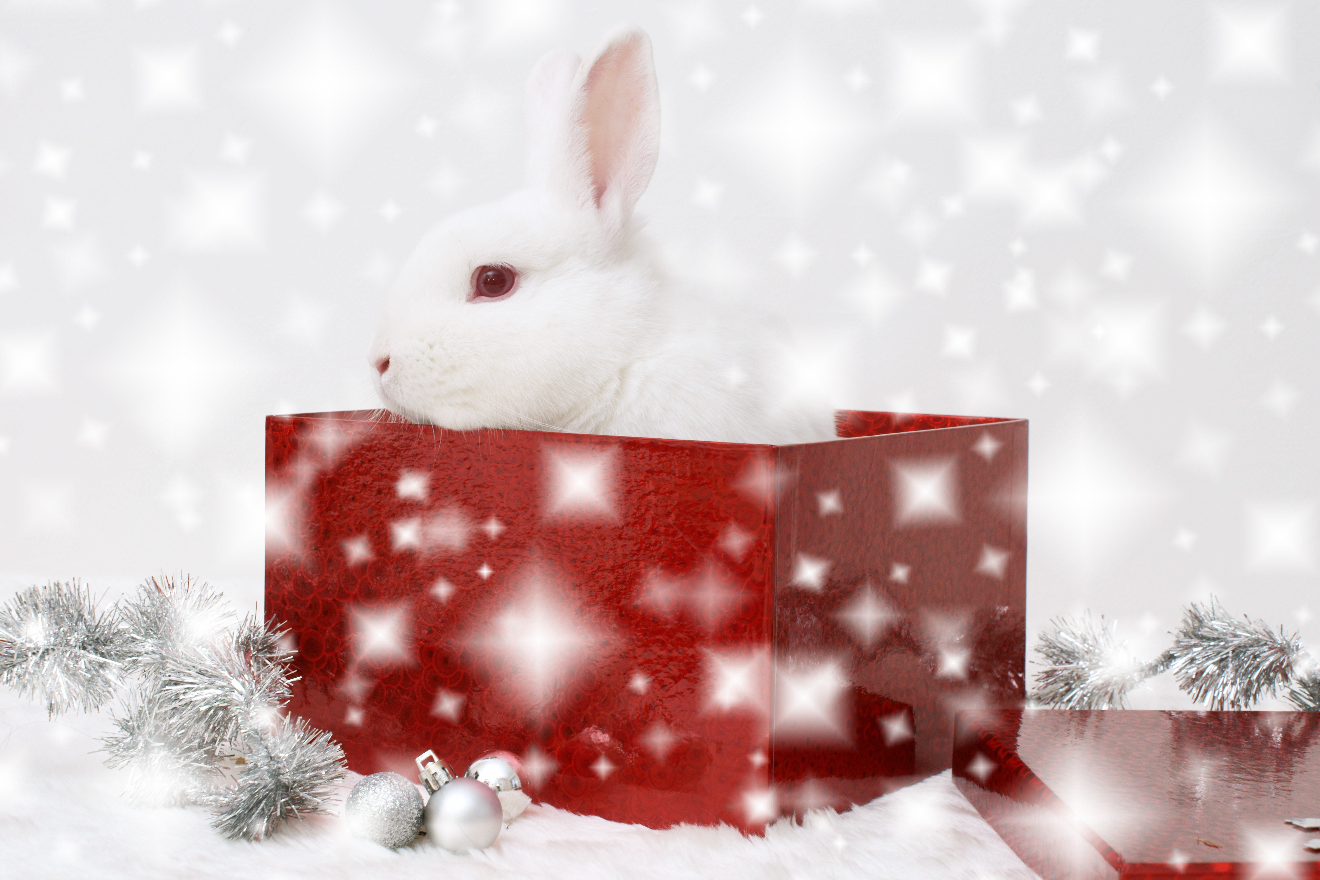 White rabbit in red gift box