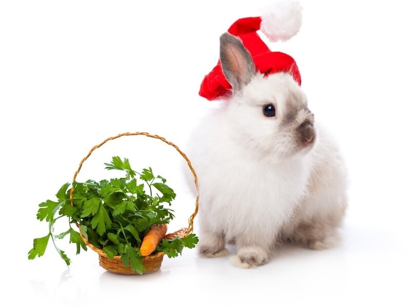 White Rabbit in Santa Hat