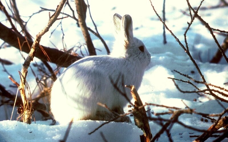 white rabbit in snow
