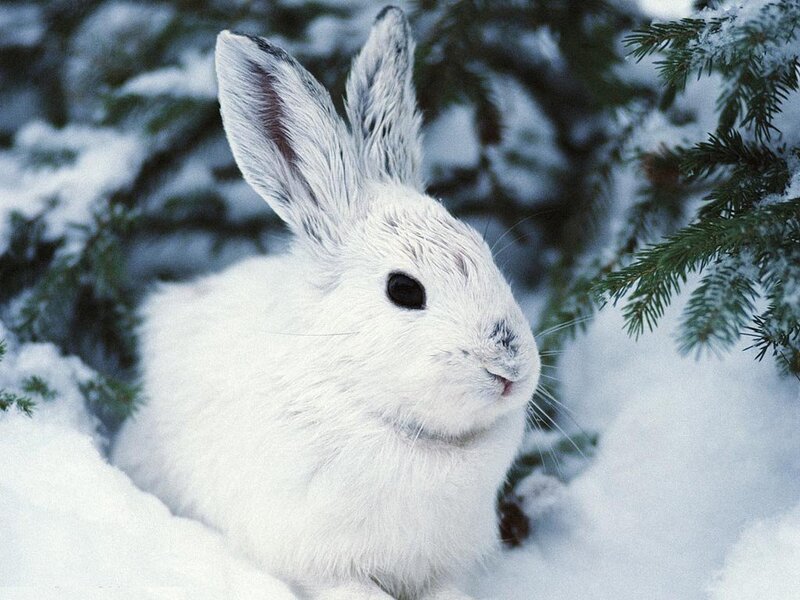 White rabbit in snow