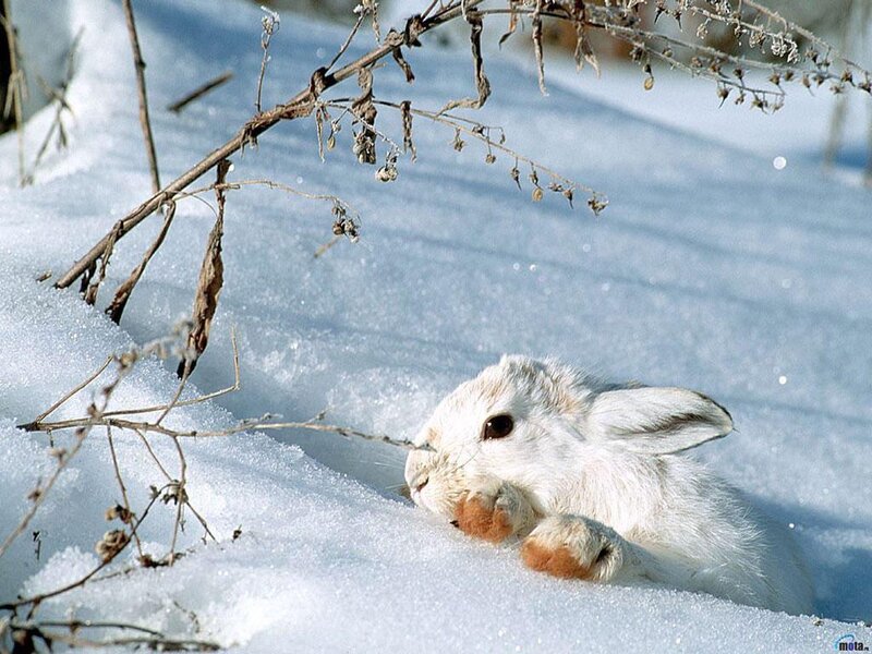 White Rabbit in Snow — Calm