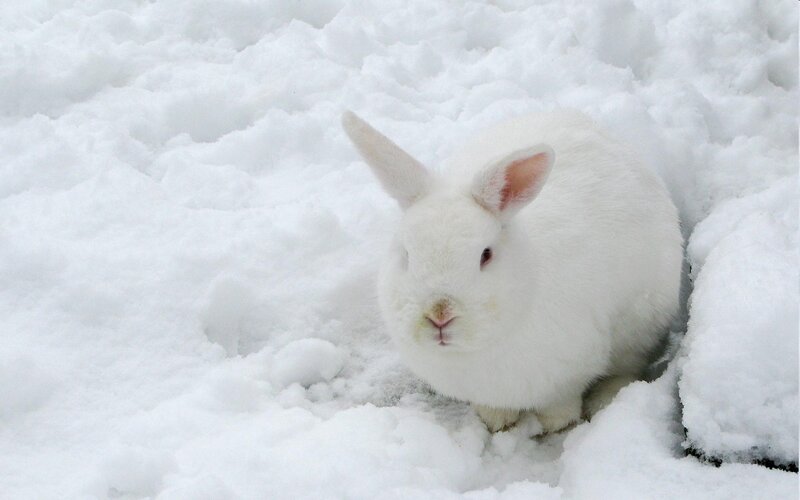 white rabbit in snow