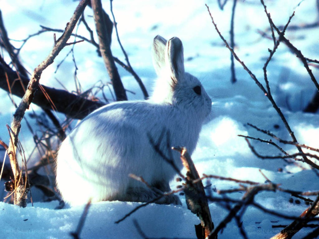 White rabbit in snowy forest