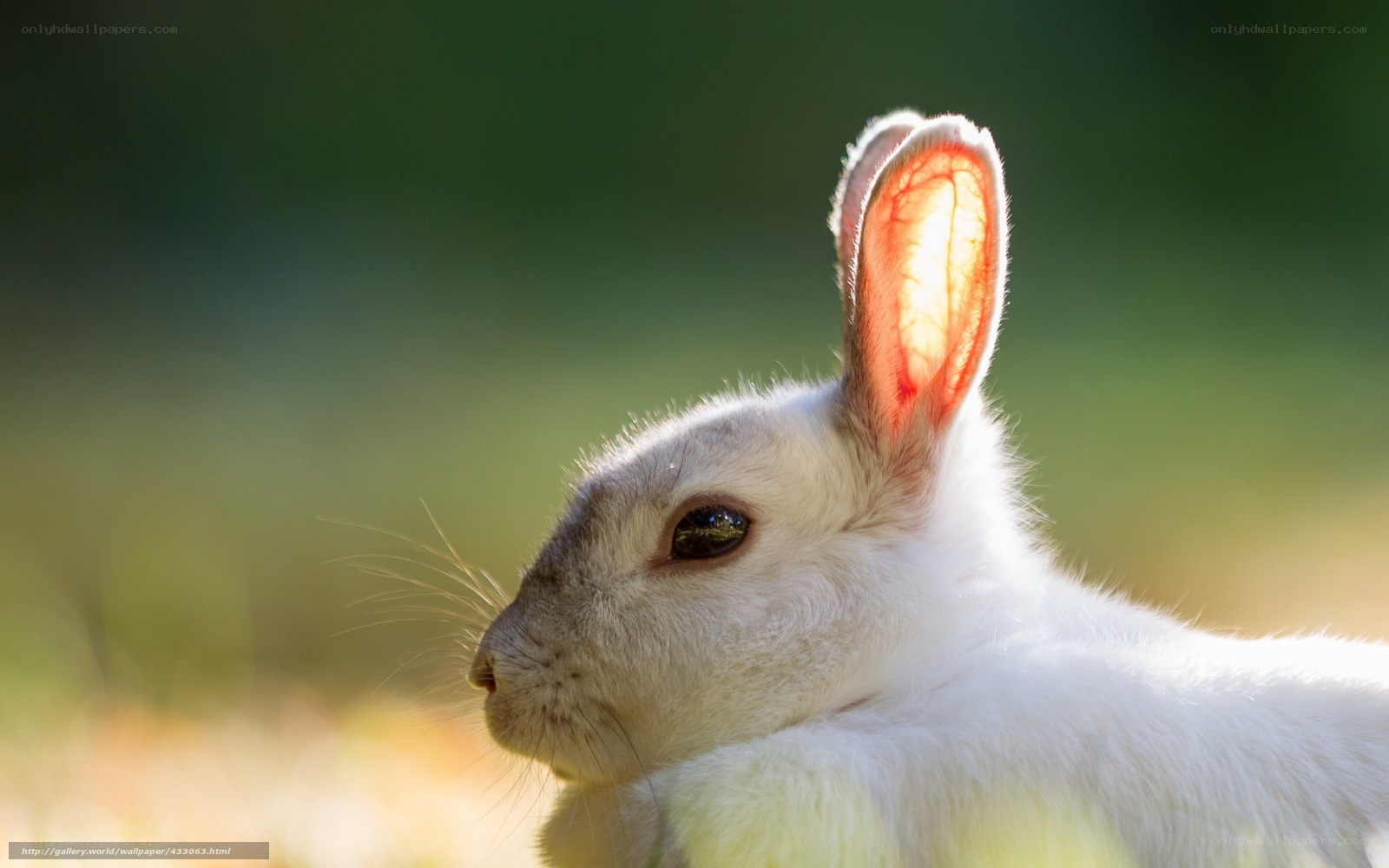 white rabbit in sunlight