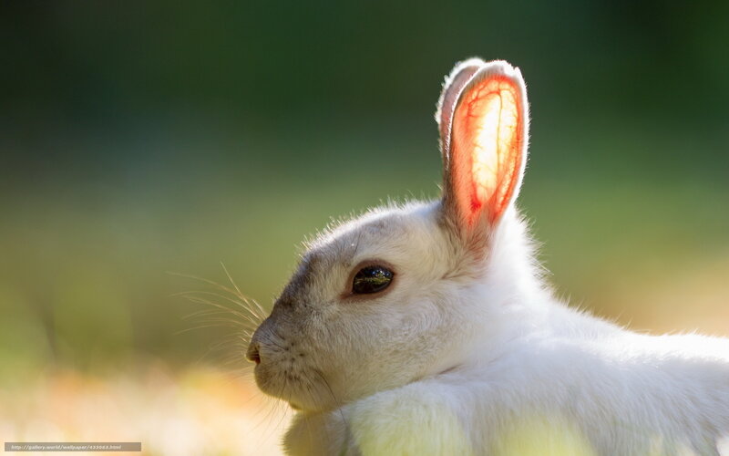White Rabbit in Sunlight — Serene