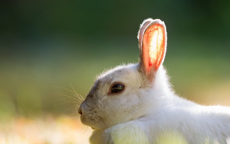 white rabbit in sunlight