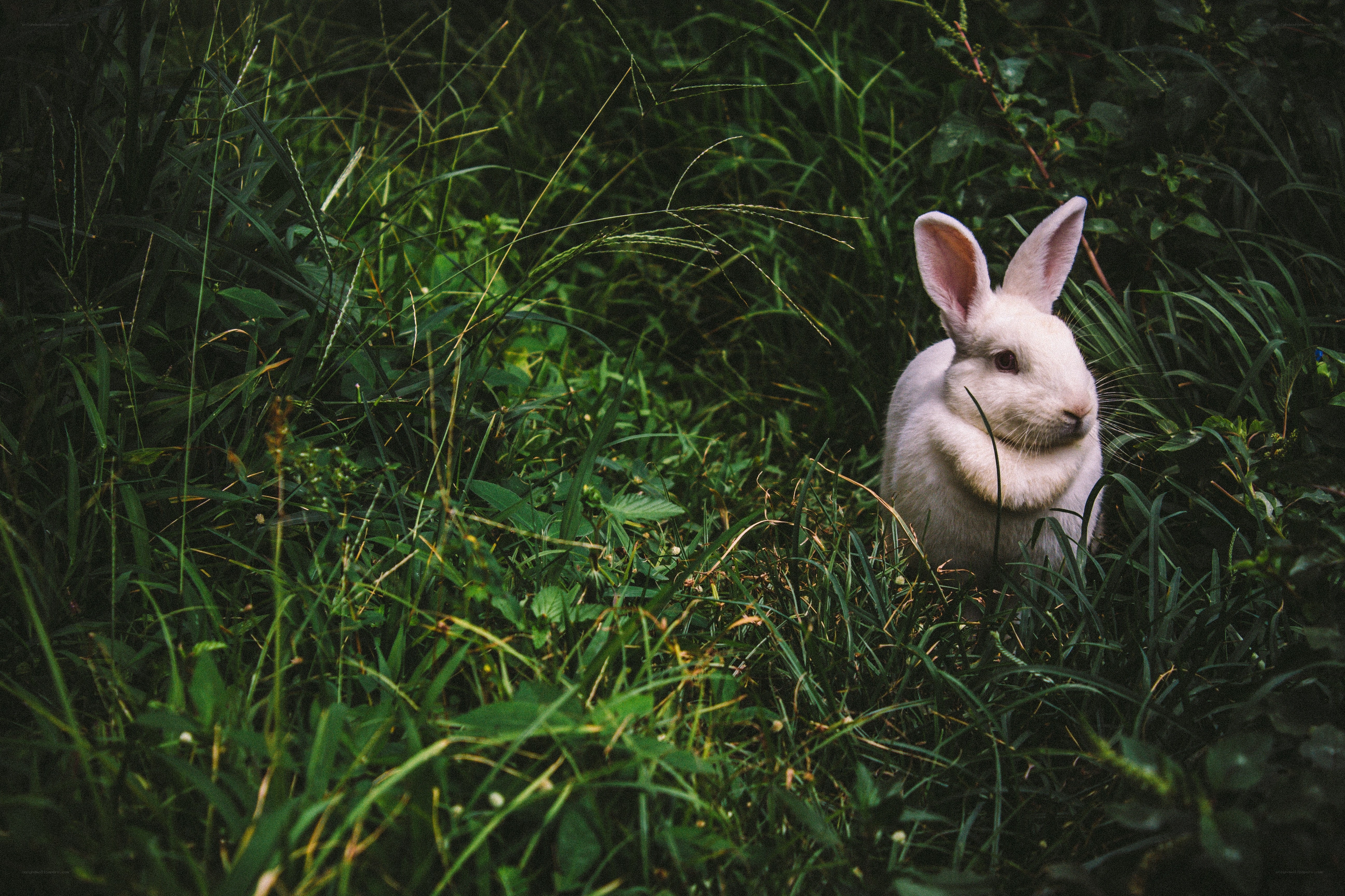 White rabbit in tall grass