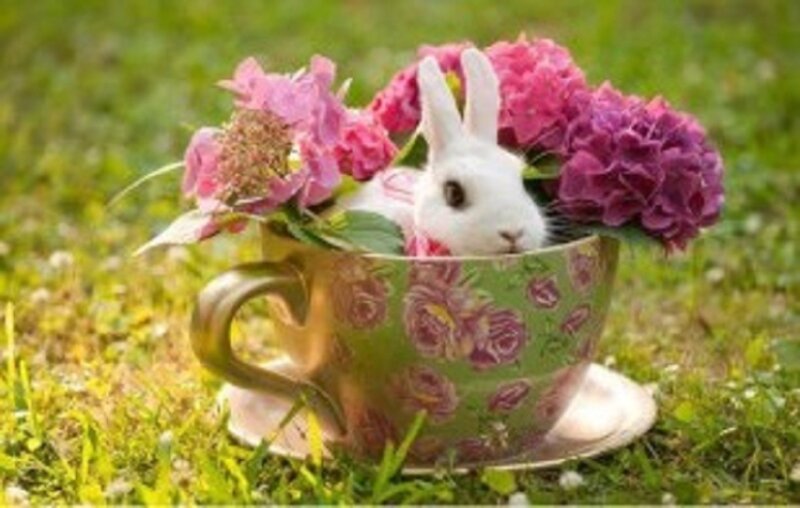 White Rabbit in Teacup