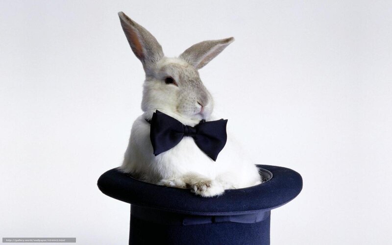 White Rabbit in Top Hat — Formal, Photograph