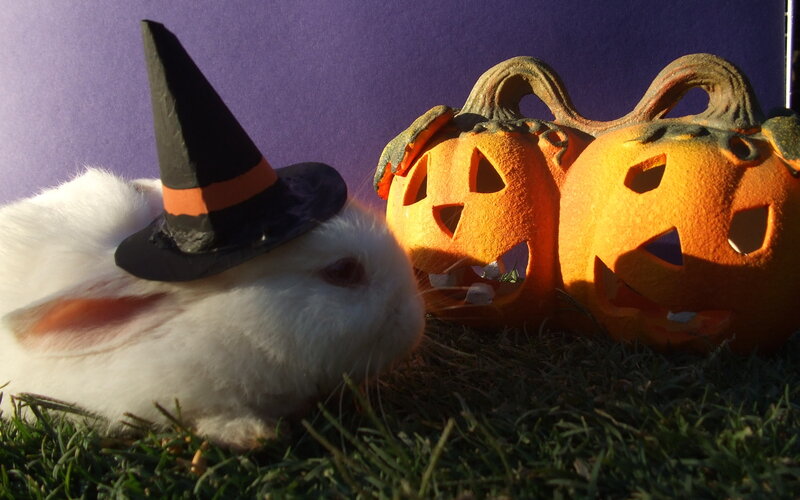 White Rabbit in Witch Hat