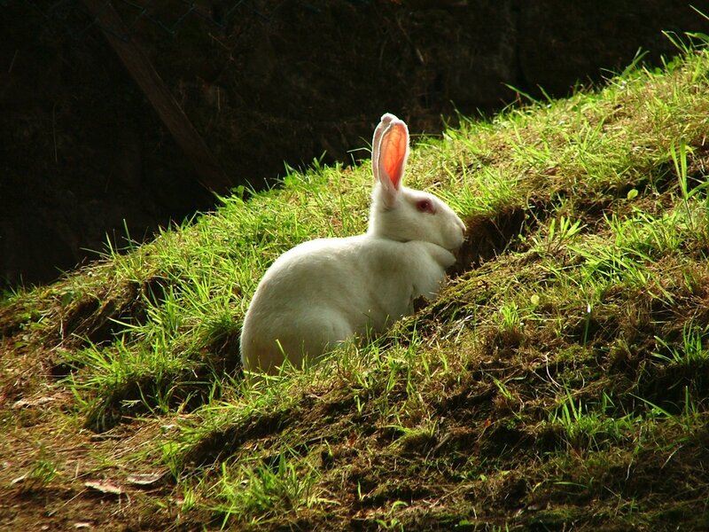 White rabbit on a grassy hill