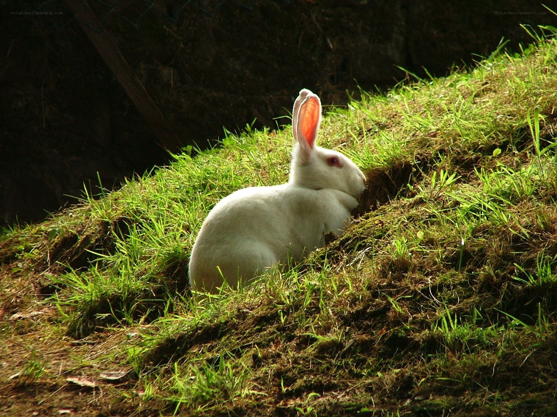 White rabbit on a grassy hill