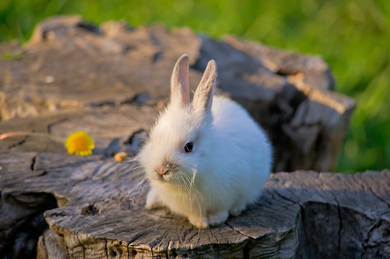White rabbit on a log