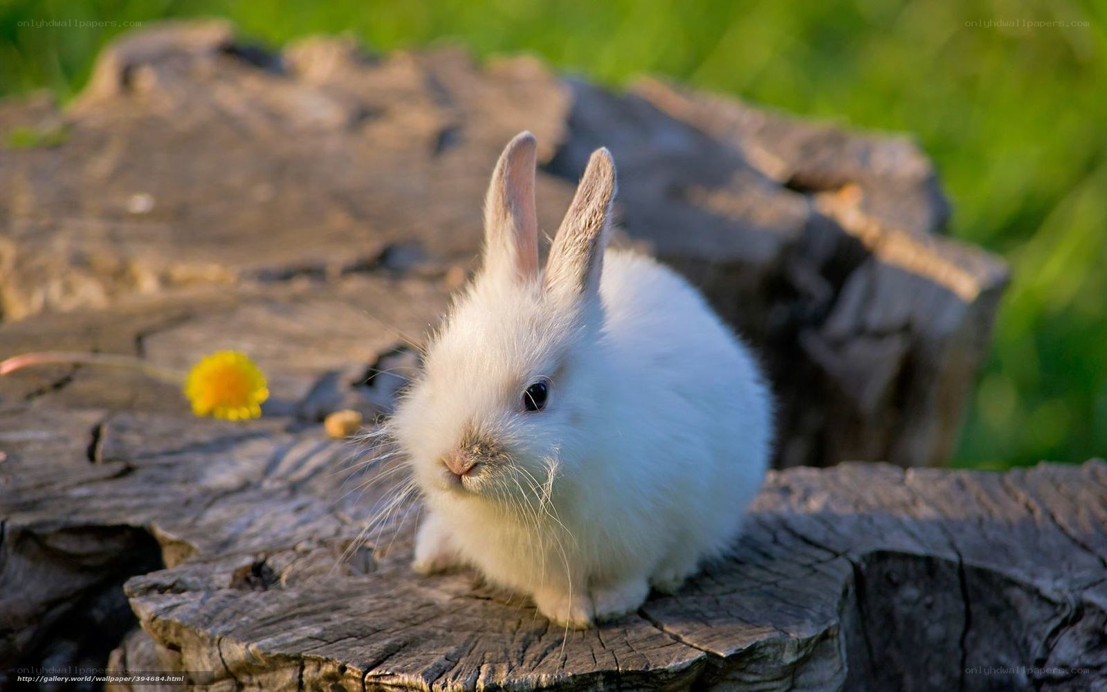 White rabbit on a log