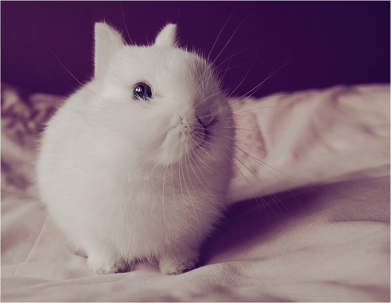 White Rabbit on Bed