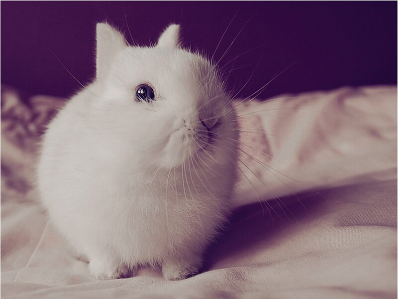 White Rabbit on Blanket