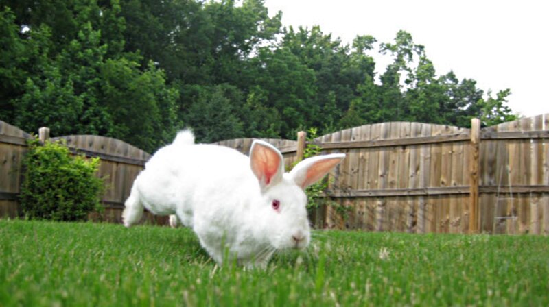 White Rabbit on Grass — Green