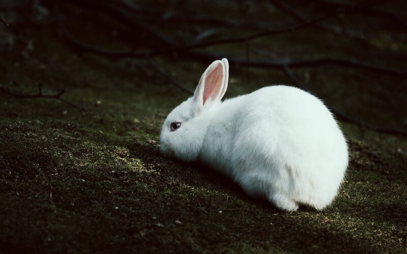 White Rabbit on Grass — Serene